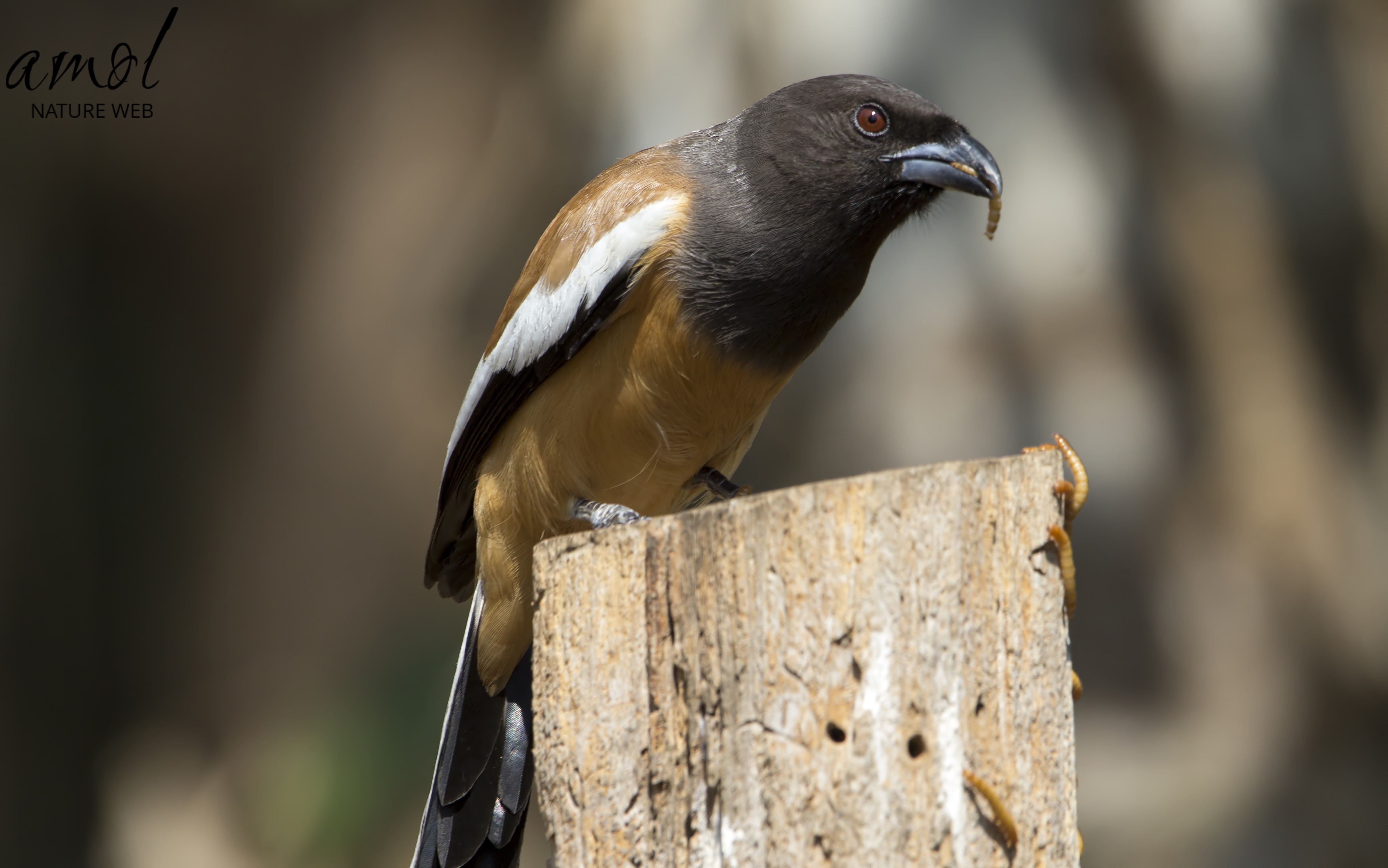 Rufous Treepie